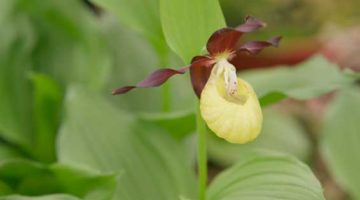 1_wilde-Orchideen wilde orchidee