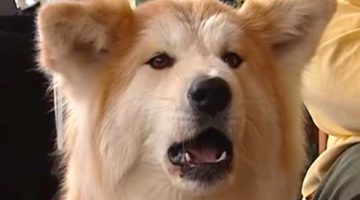 16_Keine-Angst-vor-dem-Hund 16_Keine-Angst-vor-dem-Hund