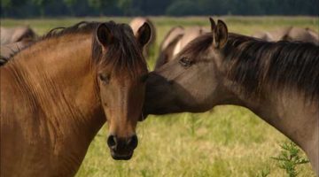 17_Pferde-verstehen 17_Pferde-verstehen