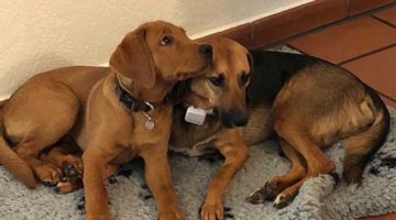 19B_Hunde-riechen-alles 19B_Hunde-riechen-alles