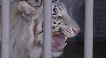 19_von-weissen-Tigern 19_von-weissen-Tigern