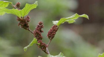 2_Phytotherapie 2_Phytotherapie