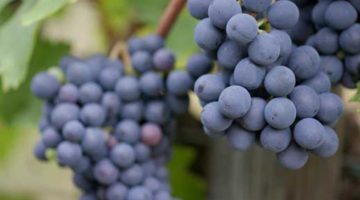 40_Wein 40_Wein