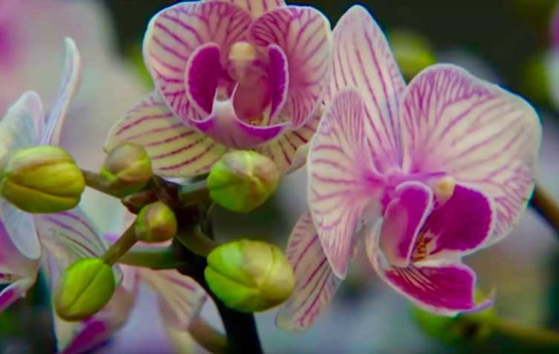 7_Orchideen 7_Orchideen