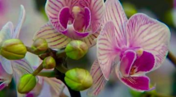 7_Orchideen 7_Orchideen