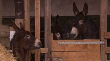 83_Smart-Donkeys 83_Smart-Donkeys