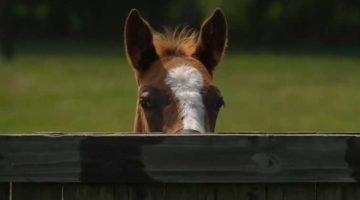 86_How-to-understand-horses 86_How-to-understand-horses