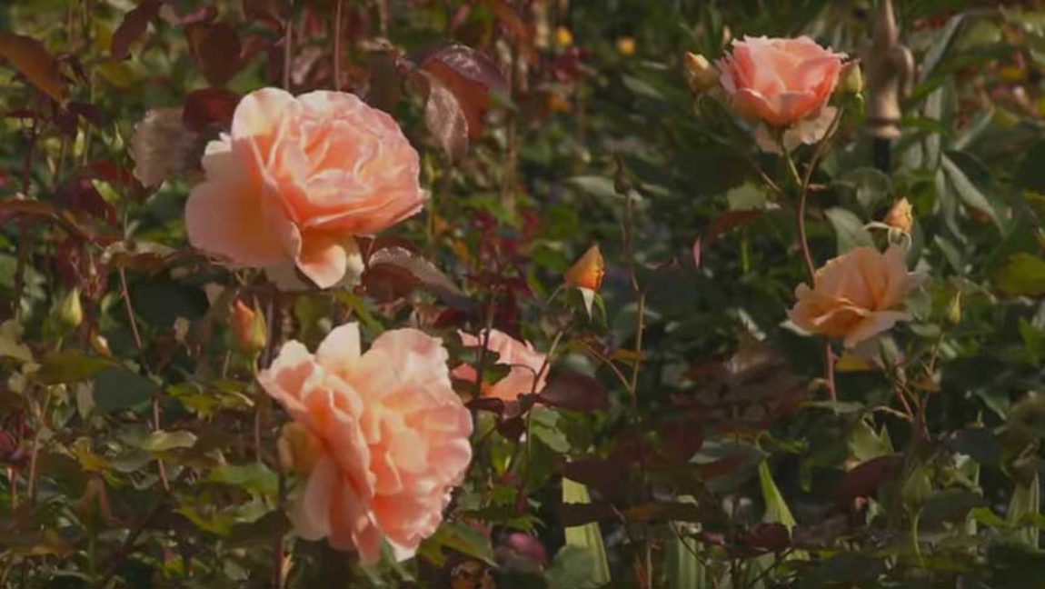 8A_Rosen 8A_Rosen