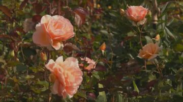 8A_Rosen 8A_Rosen
