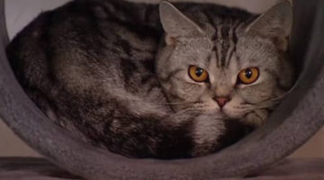 geliebte_katze geliebte_katze